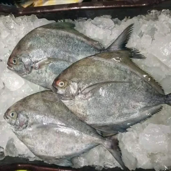 Black Pomfret/কালো চাঁদা (৩-৫ পিসে ১ কেজি) - Image 2