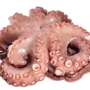 Octopus picture ,