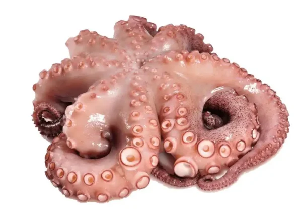 Octopus picture ,