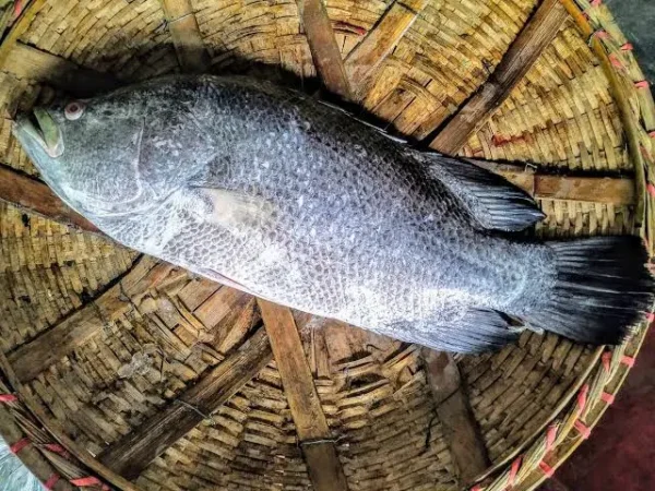 Koi Koral Fish/KG( 2-3 কেজি সাইজের মাছ )